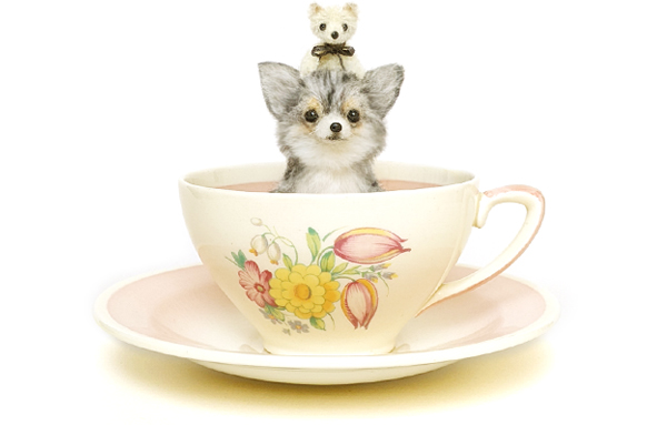 ティーカップチワワCOCO PRINCIC作品